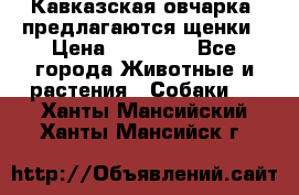 Кавказская овчарка -предлагаются щенки › Цена ­ 20 000 - Все города Животные и растения » Собаки   . Ханты-Мансийский,Ханты-Мансийск г.